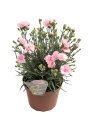 Nelliker Dianthus hybrid 17 cm potte